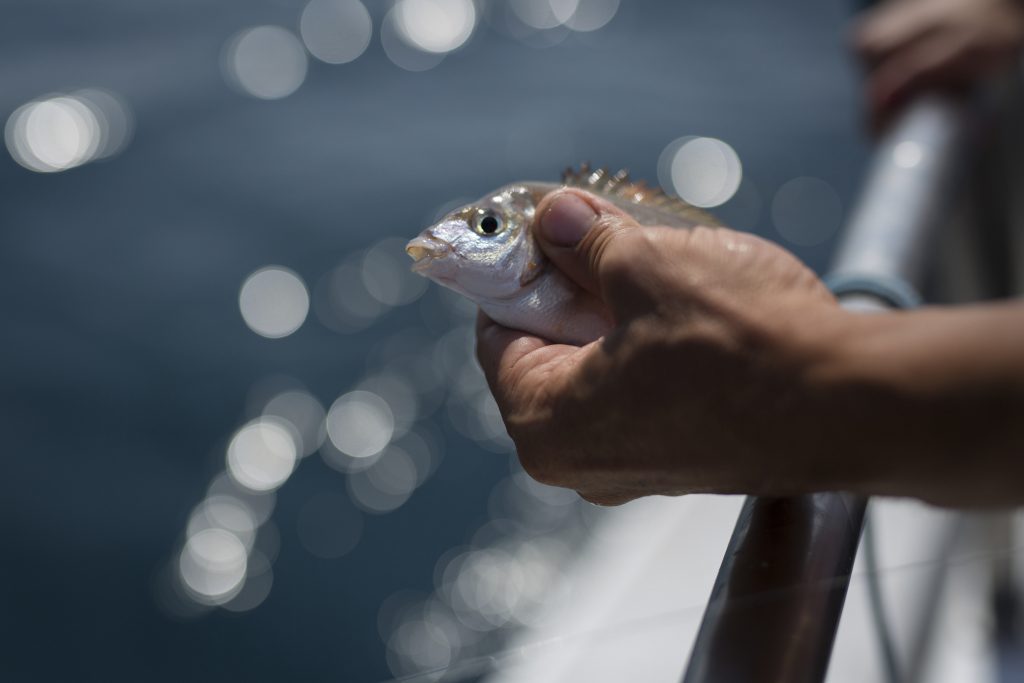 Pesca ao fundo Vilamoura Evasões peixe fish